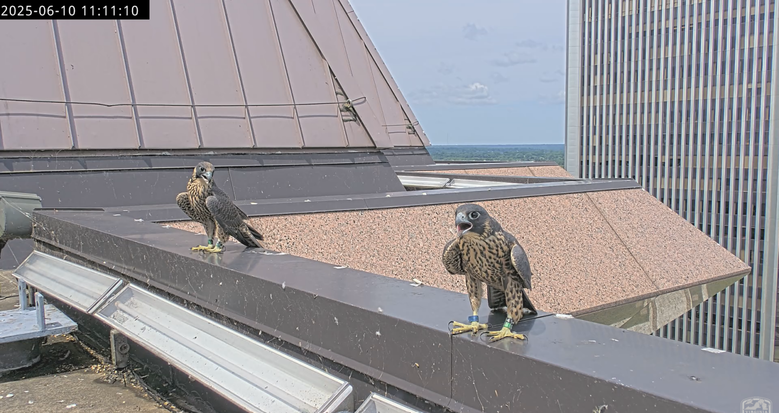 Dos halcones se posaron en lo alto de la cornisa del parapeto de la Torre Oeste frente al río poco después de salir del corral.
