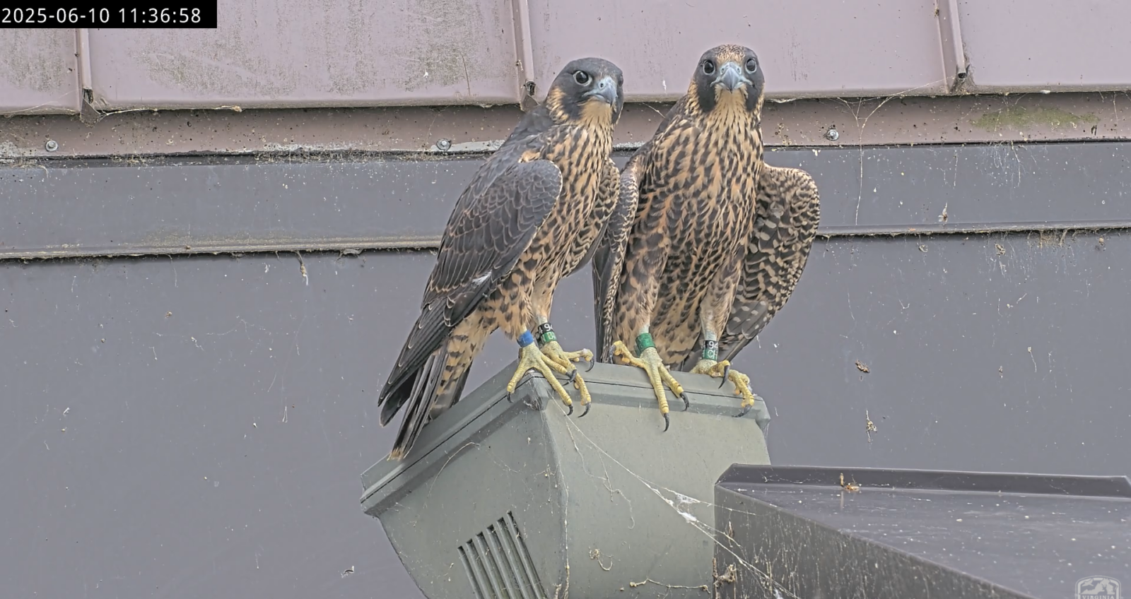 Dos halcones se posaron juntos sobre una luz en la Torre Oeste de Riverfront Plaza.