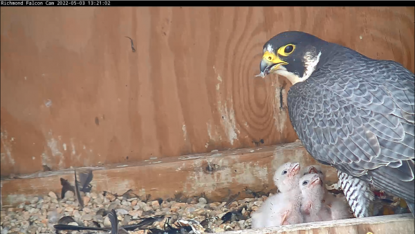 Hembra alimentando a dos polluelos