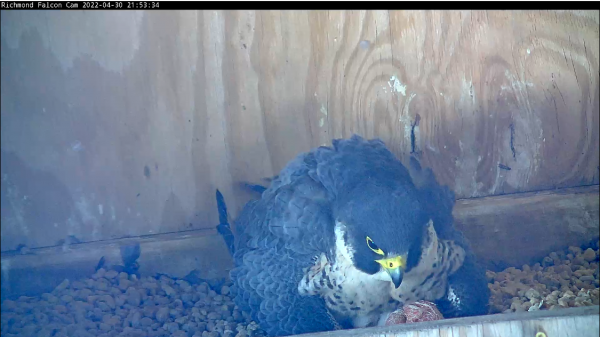 Hermanos del tercer polluelo que eclosionan ocultos debajo de la madre
