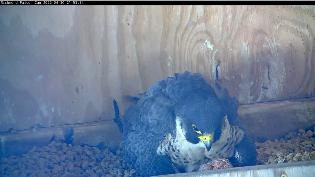 La eclosión del cuarto huevo