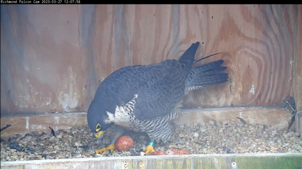 Imagen de un halcón peregrino y su cuarto huevo