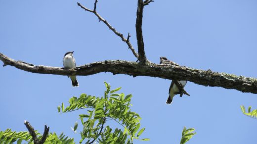 Dos polluelos de pájaro rey oriental en una rama