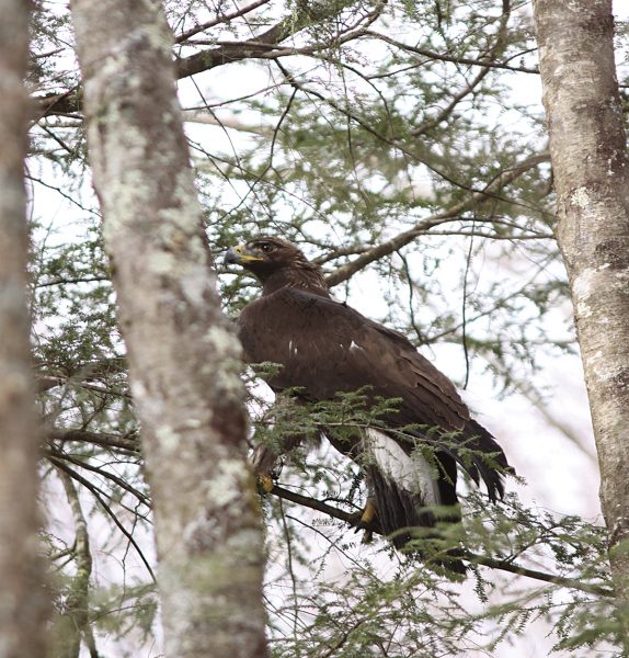 Una imagen de un águila real en un árbol; escondido entre el follaje