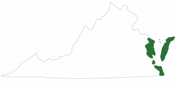 La tortuga marina verde solo se encuentra en unas pocas regiones de la costa este de Virginia.