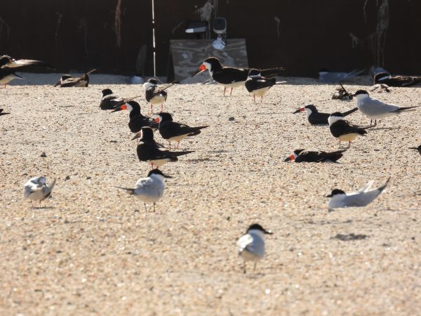 Rayadores negros y charranes pico de gaviota (especie amenazada por el estado) ocupando una de las barcazas de la bahía.
