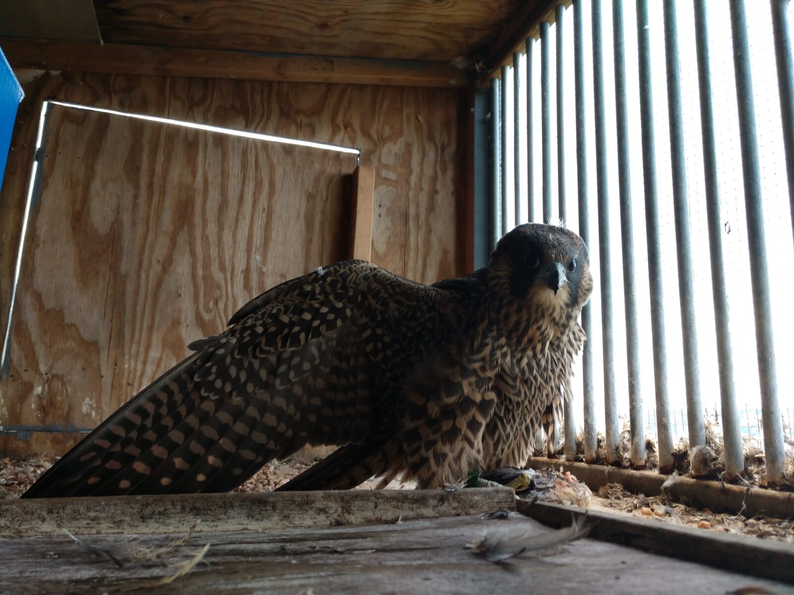 Una imagen de un halcón peregrino juvenil alimentándose de una codorniz; Es hora de su liberación en la naturaleza
