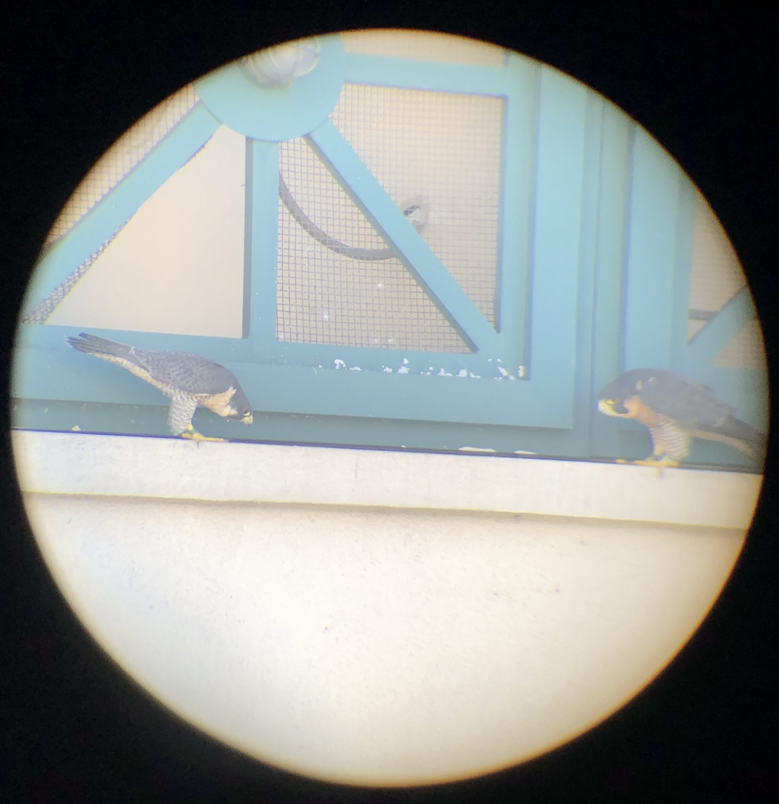 A la izquierda, 47/AU se inclina ante la hembra reproductora (anillada 32/BH) a la derecha.