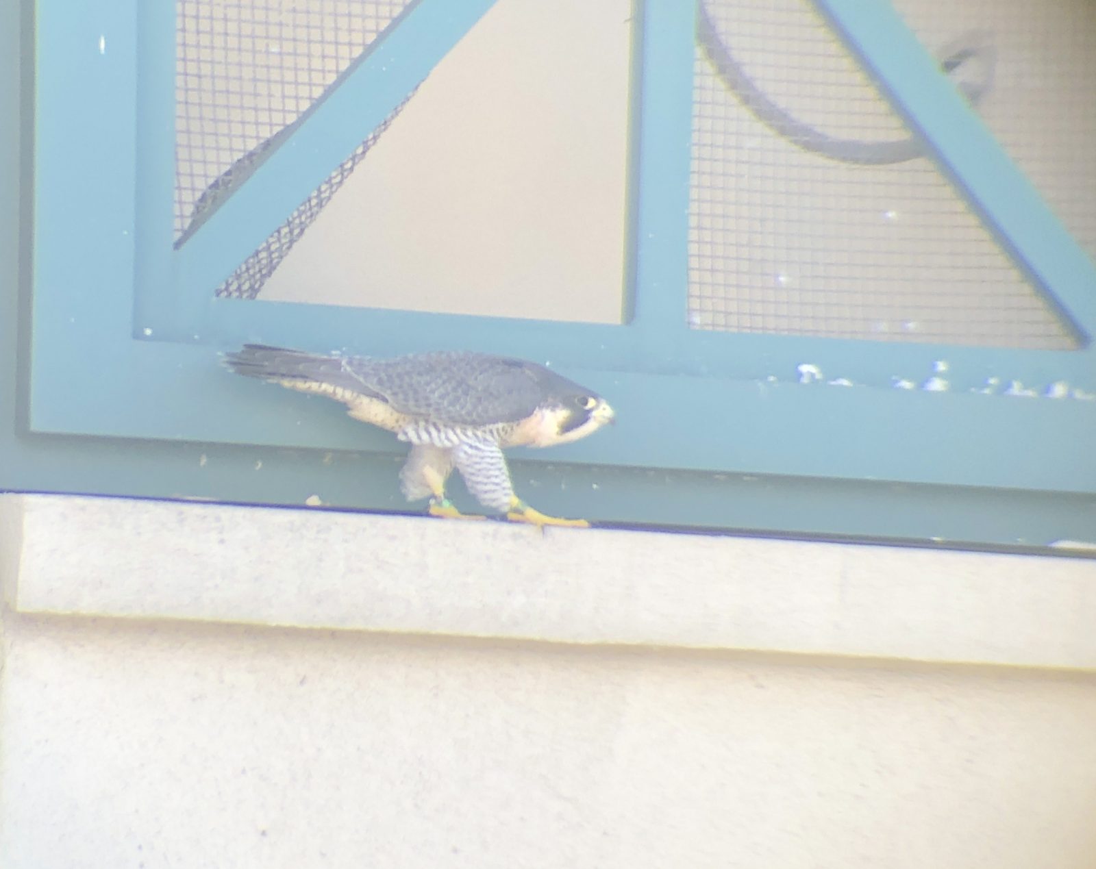 47/AU se encuentra en una repisa.