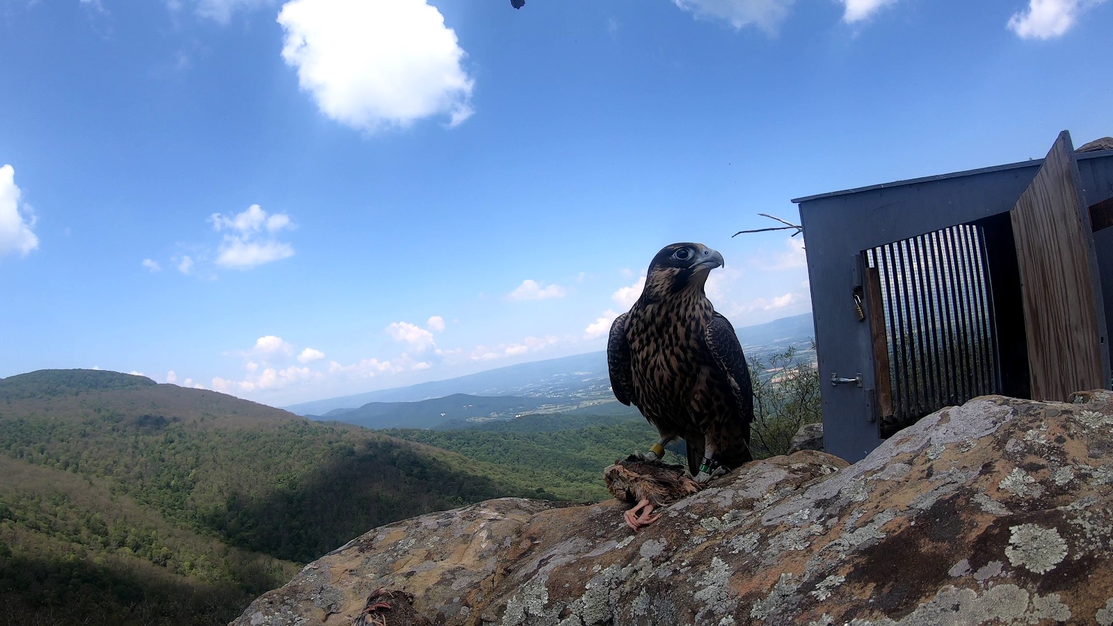 Amarillo en el sitio del hackeo en el Parque Nacional Shenandoah.