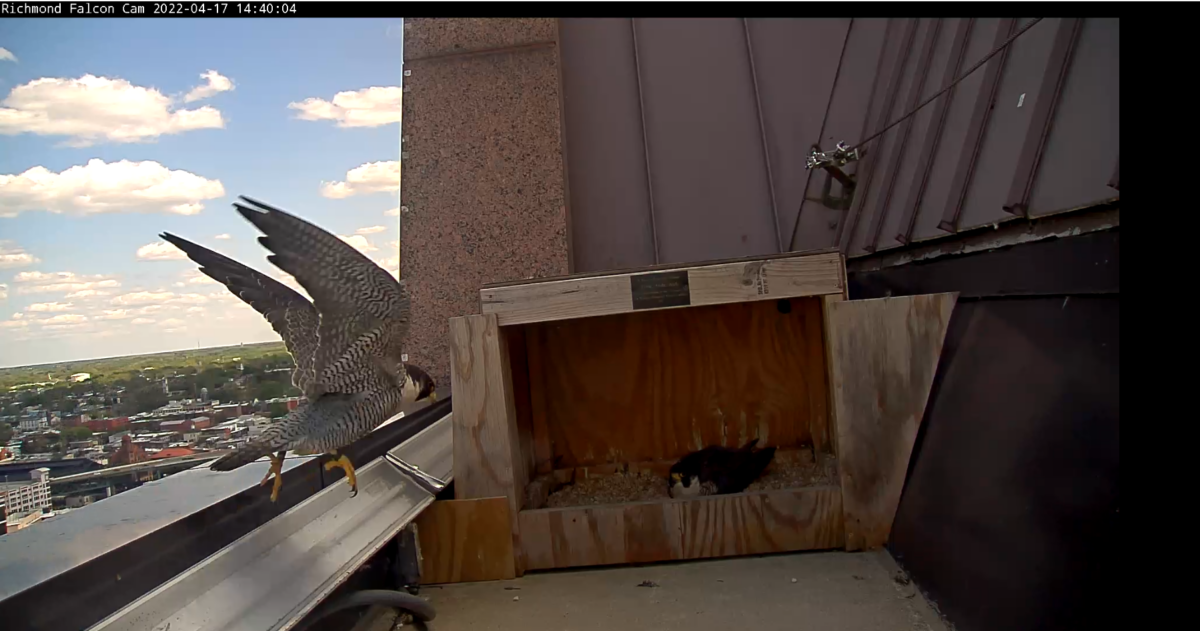 Una imagen del macho regresando para relevar a la hembra de sus deberes de incubación