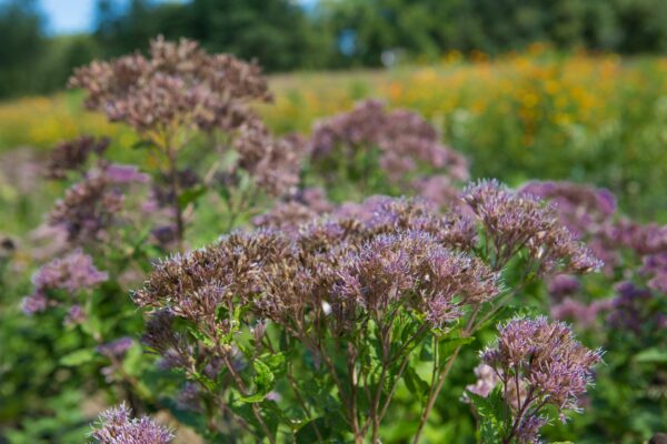 Una imagen de Joe Pye Weed; una planta de flores púrpuras que se asemeja al algodoncillo y es la favorita del abejorro con parches oxidados.