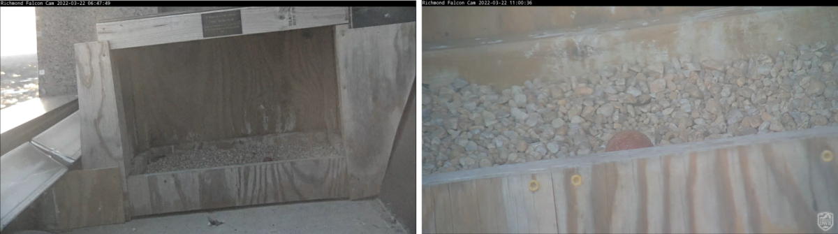 Una imagen de una caja nido de halcón con un huevo de halcón peregrino en su interior