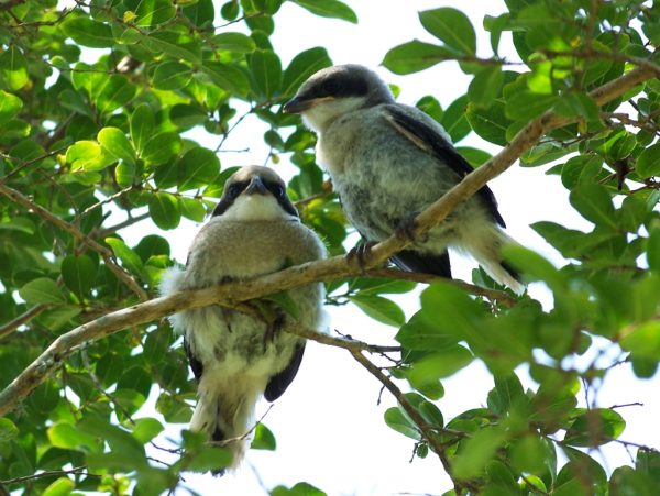 Una imagen del alcaudón boba