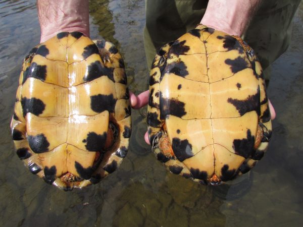 Una imagen que muestra la diferencia entre una tortuga de bosque hembra y un macho; El macho tiene la parte inferior cóncava, mientras que la hembra es plana.
