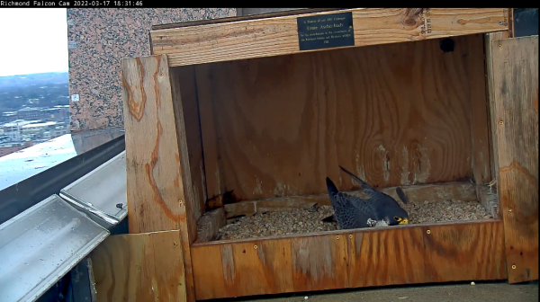 El halcón peregrino macho mantiene raspado, una hendidura donde ponen sus huevos