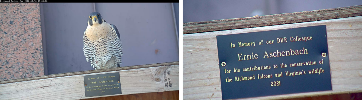 La hembra de halcón se posa encima de la caja nido sobre la placa conmemorativa instalada por el personal de DWR en reconocimiento a nuestro compañero de trabajo, Ernie Aschenbach.