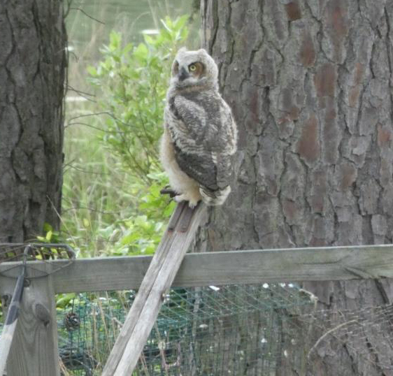 Una imagen de un joven búho en ciernes posado encima de una pinza para ostras; Es notablemente joven con plumaje juvenil esponjoso aún presente.