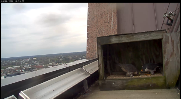 Pareja involucrada en la exhibición de reverencia mientras está en la caja nido