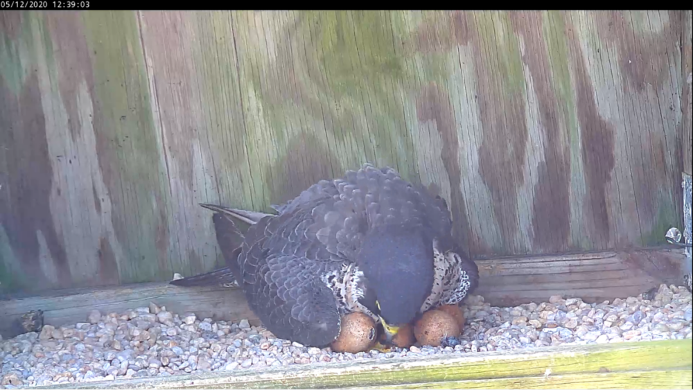 Hembra con huevo picado el 12de mayo