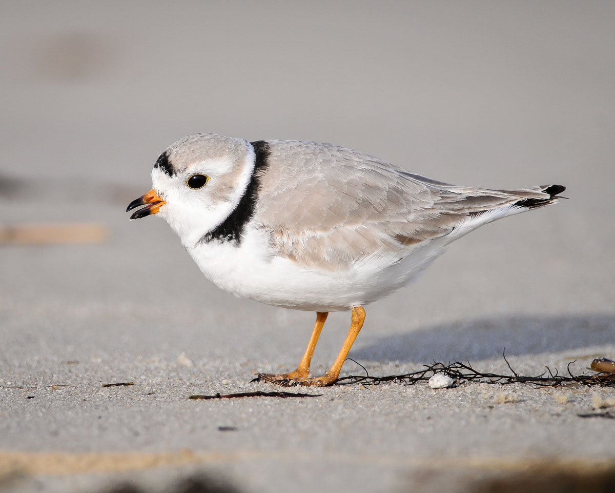 Imagen de un chorlitejo patinegro en una playa