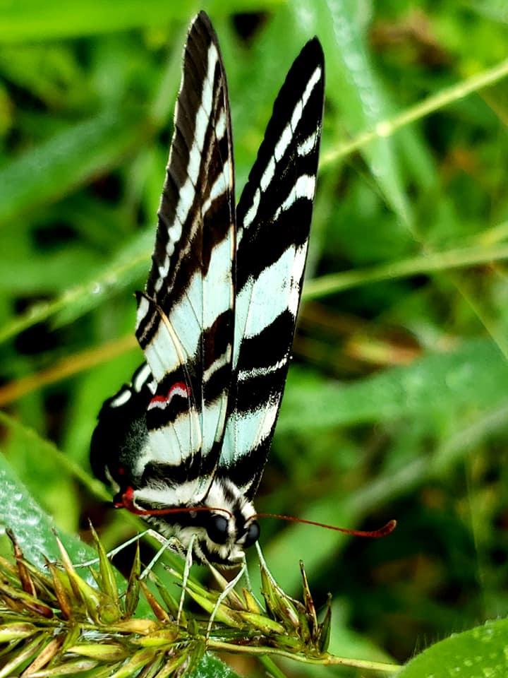 Una imagen de una mariposa negra y amarilla que fue tomada en la WMA de Powhatan