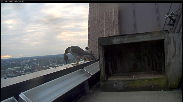 Hembra con presas traídas por el macho