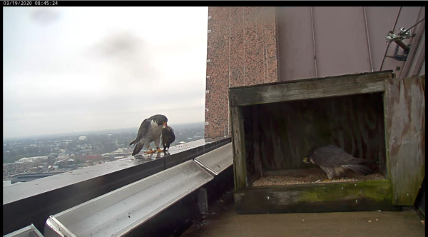 El macho presenta a la hembra una presa mientras ella está en la caja nido