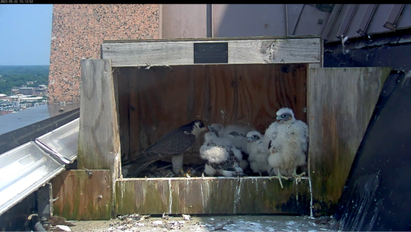 La hembra adulta entrega una comida a los polluelos. La mayoría de las crías ya son en su mayoría adultas, ¡aunque todavía les quedan bastantes plumas por desarrollar!