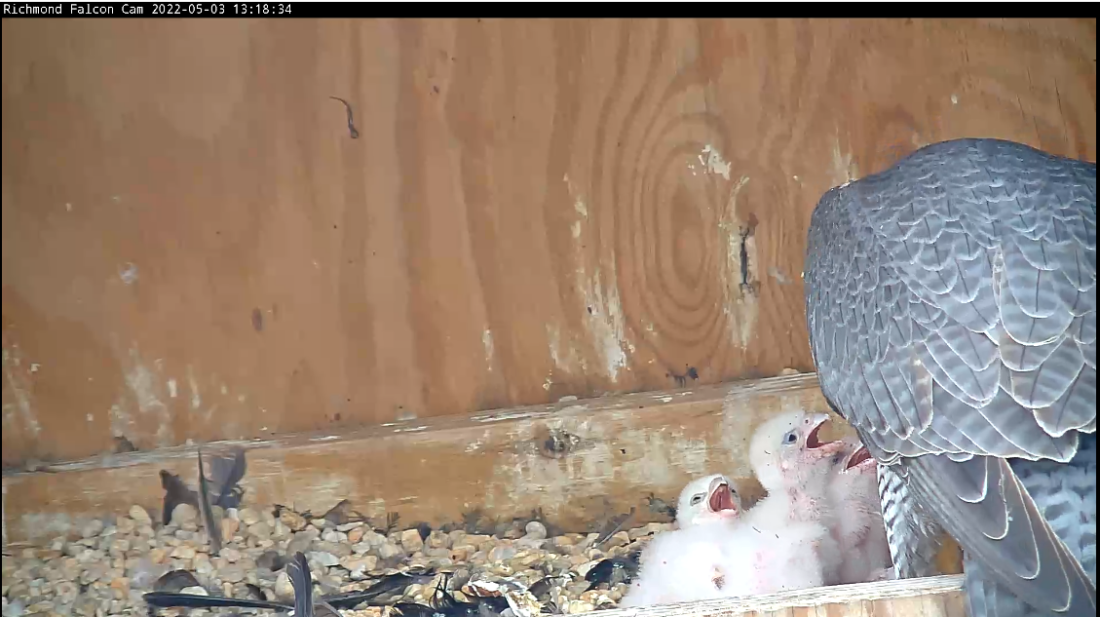 Una imagen que muestra cómo el cuarto polluelo es visiblemente más pequeño que sus compañeros