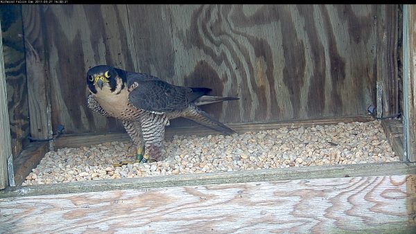 Nueva hembra anillada, de pie en un rasguño dentro de la caja nido.
