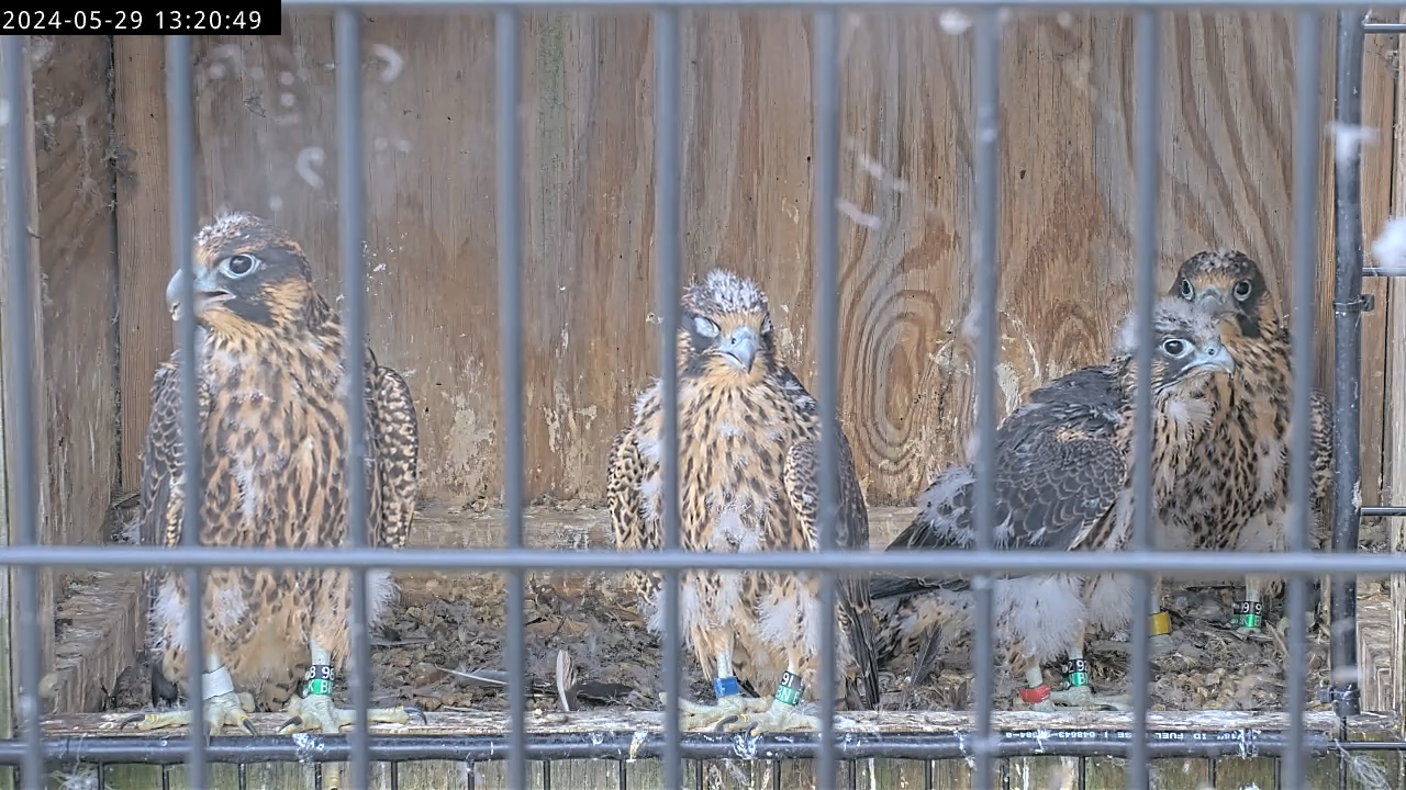 Una imagen de los cuatro polluelos de halcón tras el regreso de Red