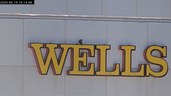 Una imagen de un halcón volando en la "e" del letrero de Wells Fargo en el centro de la ciudad