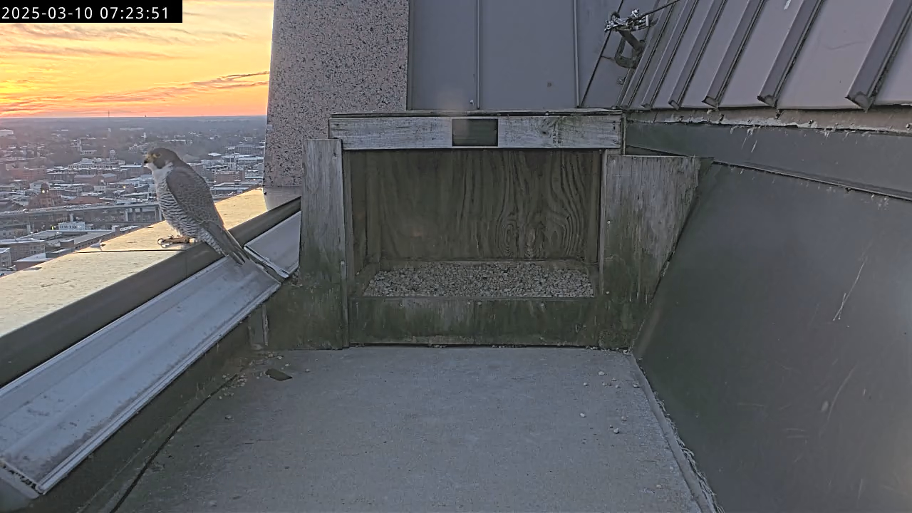 El halcón macho (59/BM) se posa en la cornisa del parapeto del edificio el 10de marzo de 2025.