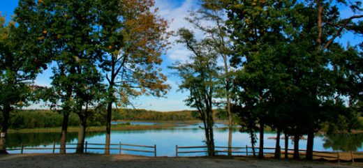 Imagen de unos árboles frente a una valla que bordea un lago
