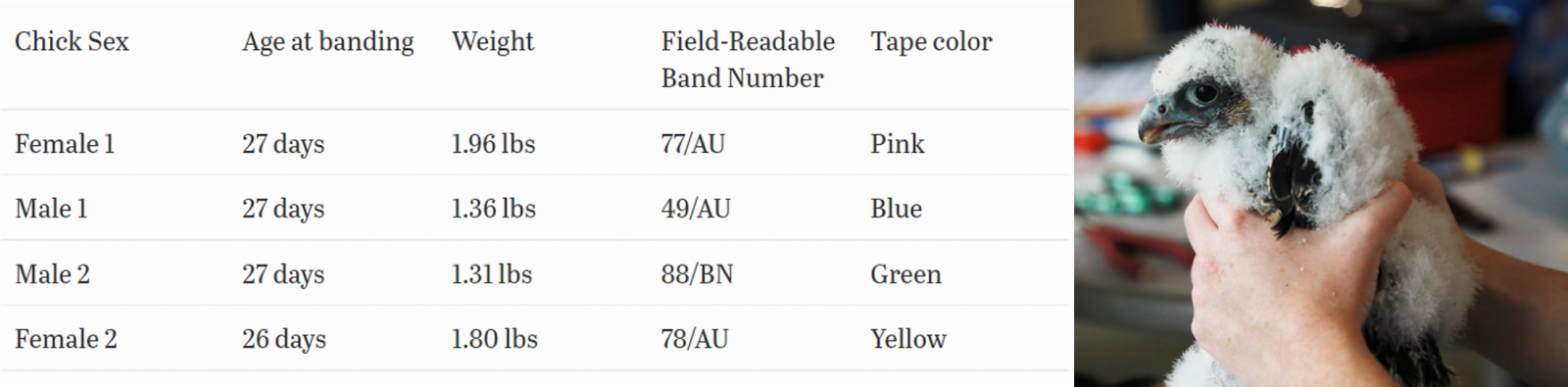 Una tabla que contenía información sobre las aves anilladas HEMBRA 1 tenía 27 días de edad 1.96libras, numeradas 77/AU y ahora se llama PINK. MALE 1 tiene 27 días de edad, 1.36libras, con bandas 49/AU y ahora se llama AZUL, el macho 2 tiene 27 días de edad, 1.31libras, 88/BN y ahora se llama Verde y finalmente hembra 2 tiene 26 días de edad, 1.80 libras, con bandas 78/AU, y ahora se llama Amarillo