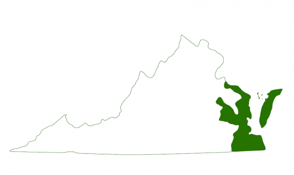 La tortuga dorso de diamante del norte se encuentra en las costas del sur de Virginia y en las islas barrera