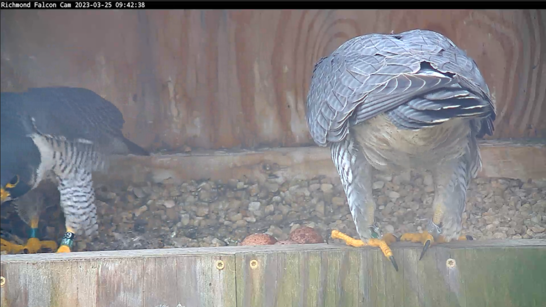 Una imagen de la caja nido del halcón peregrino; En esta imagen, los pájaros están cambiando de lugar para decidir quién se sentará sobre los tres huevos