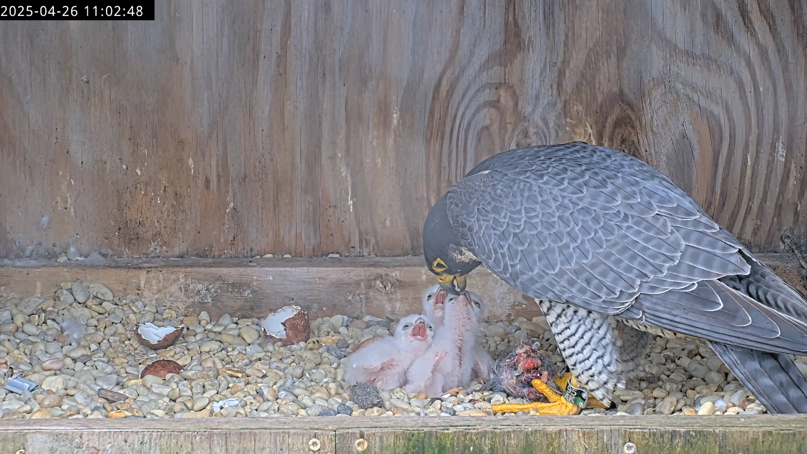 Una halcón hembra alimenta a sus tres polluelos recién nacidos.
