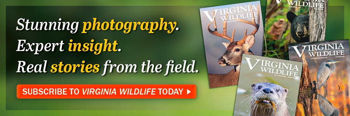 Una colección de portadas de revistas Virginia Wildlife en promoción de las suscripciones a la revista Virginia Wildlife