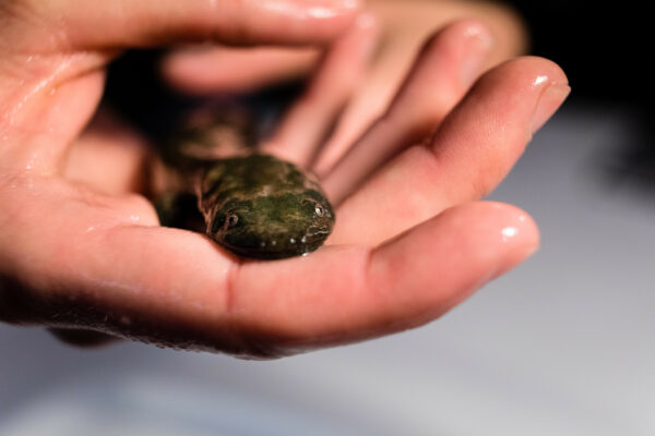 Una imagen de la Salamandra Infierno del Este