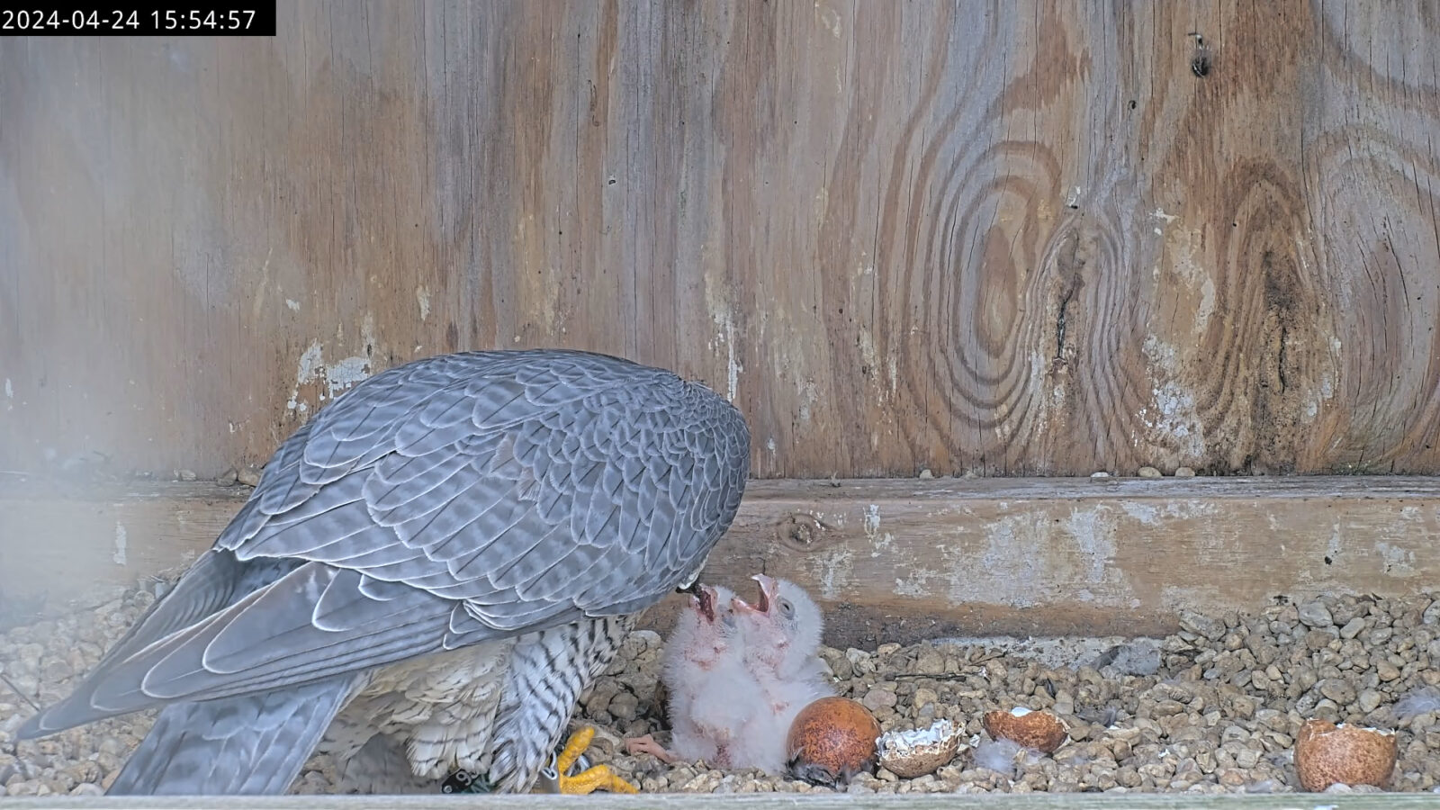 La madre halcón peregrino alimentando a sus dos polluelos después de su eclosión