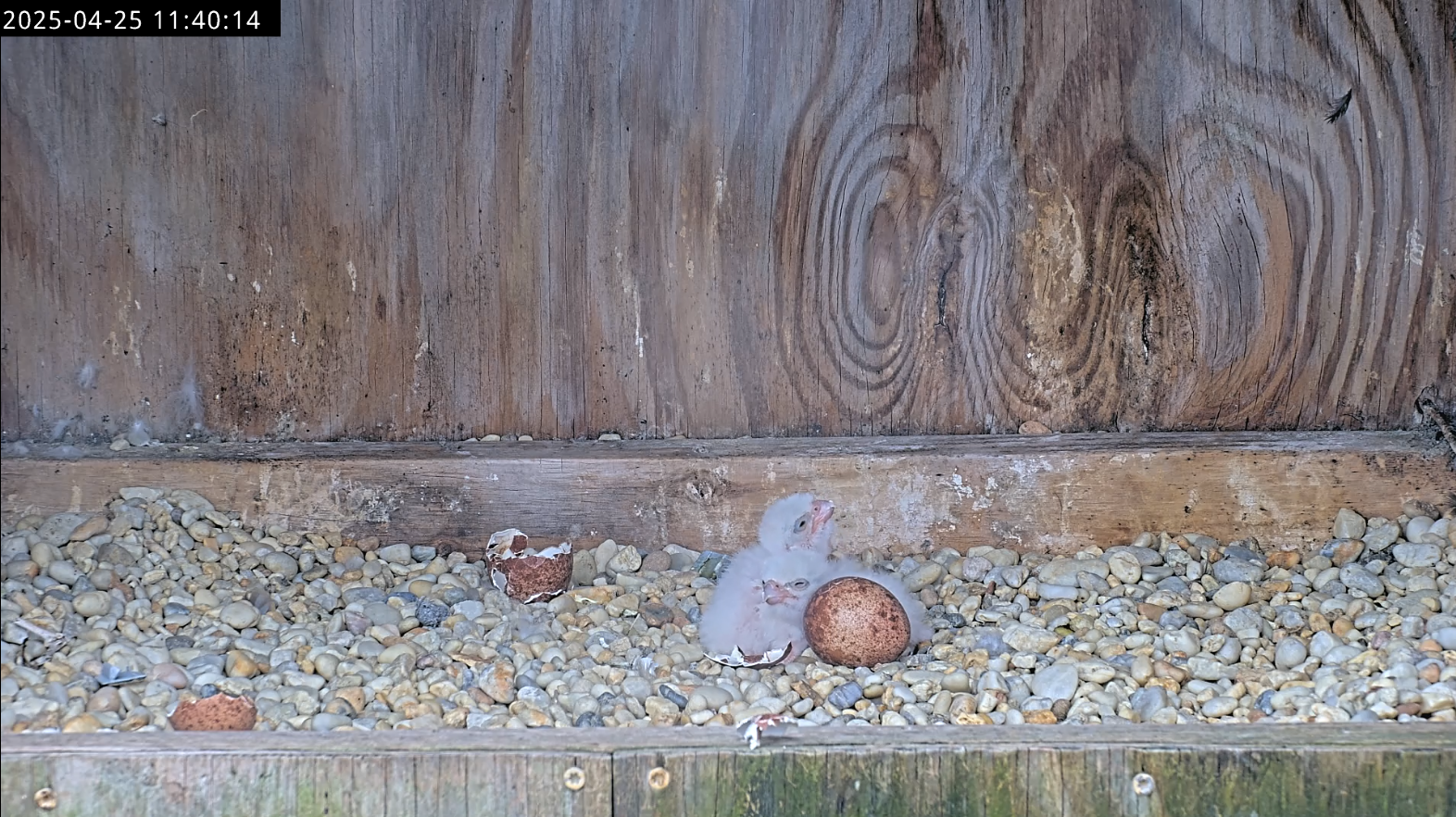 Dos polluelos visibles durante un intercambio de incubación/incubación.