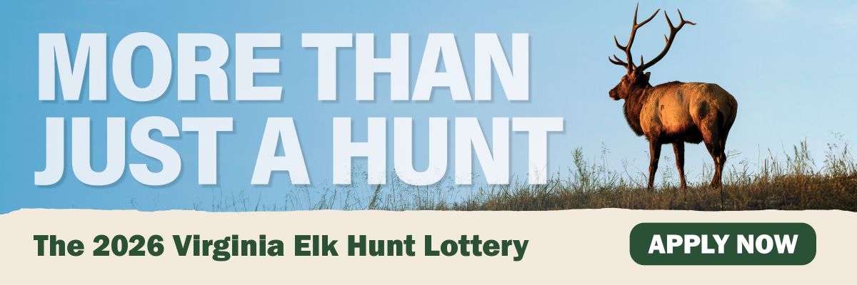 Un majestuoso alce macho con vistas a un prado en un día azul claro y soleado.