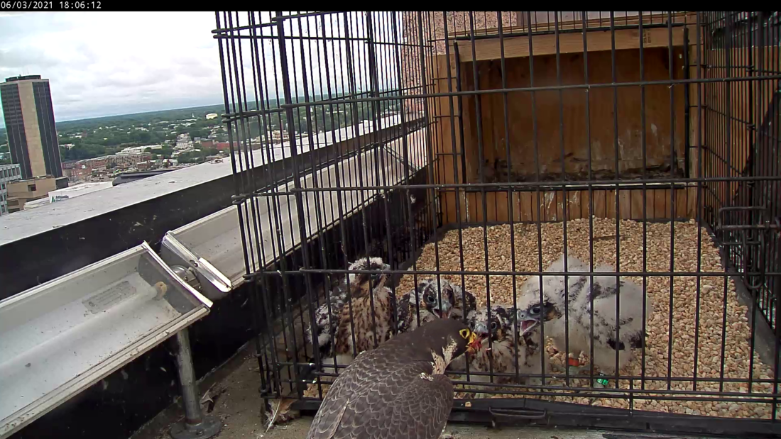La hembra de halcón peregrino alimentando a sus cuatro polluelos