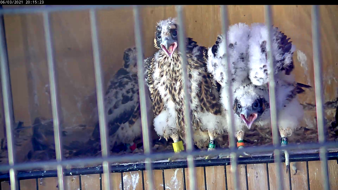 Los cuatro polluelos saliendo de su caja nido para alimentarse