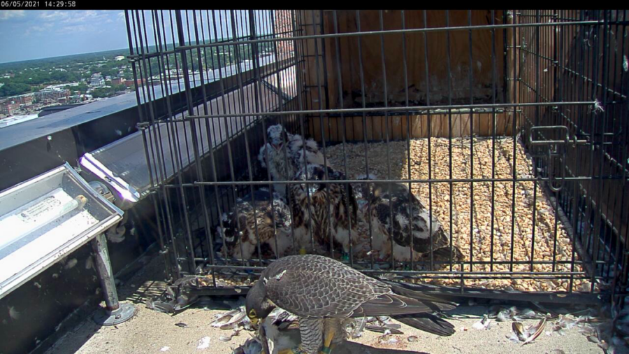 El macho alimentando a sus cuatro polluelos