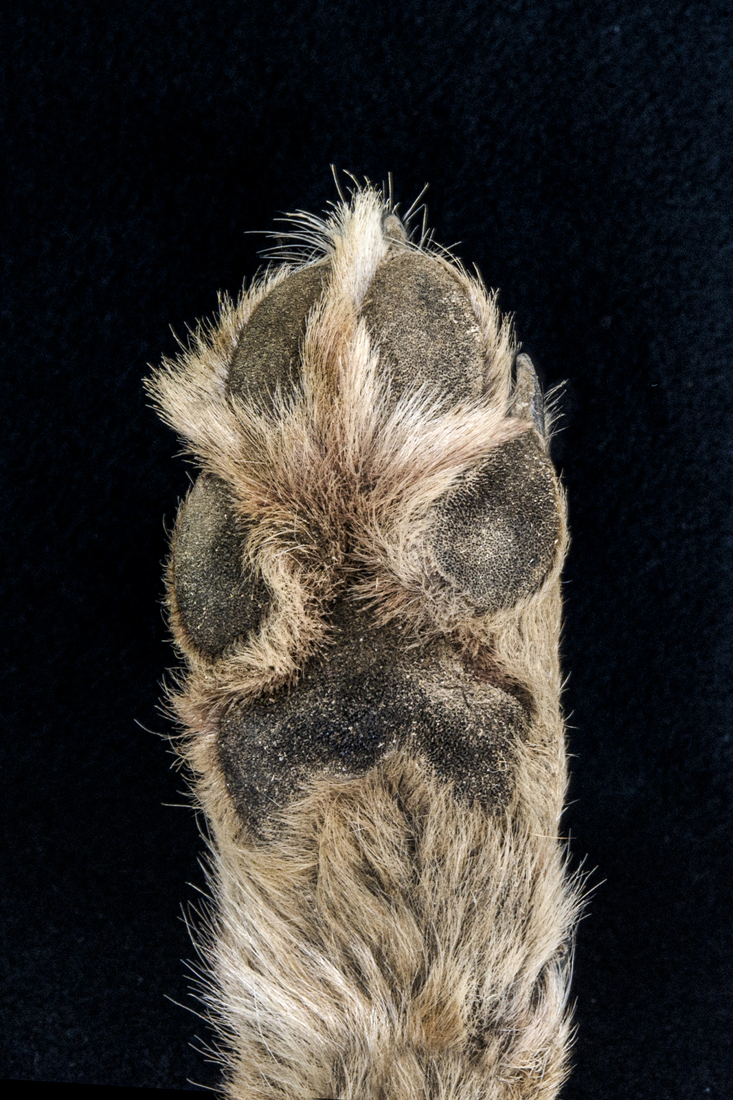 Una foto en primer plano de la parte inferior de la pata de un coyote sobre un fondo negro.