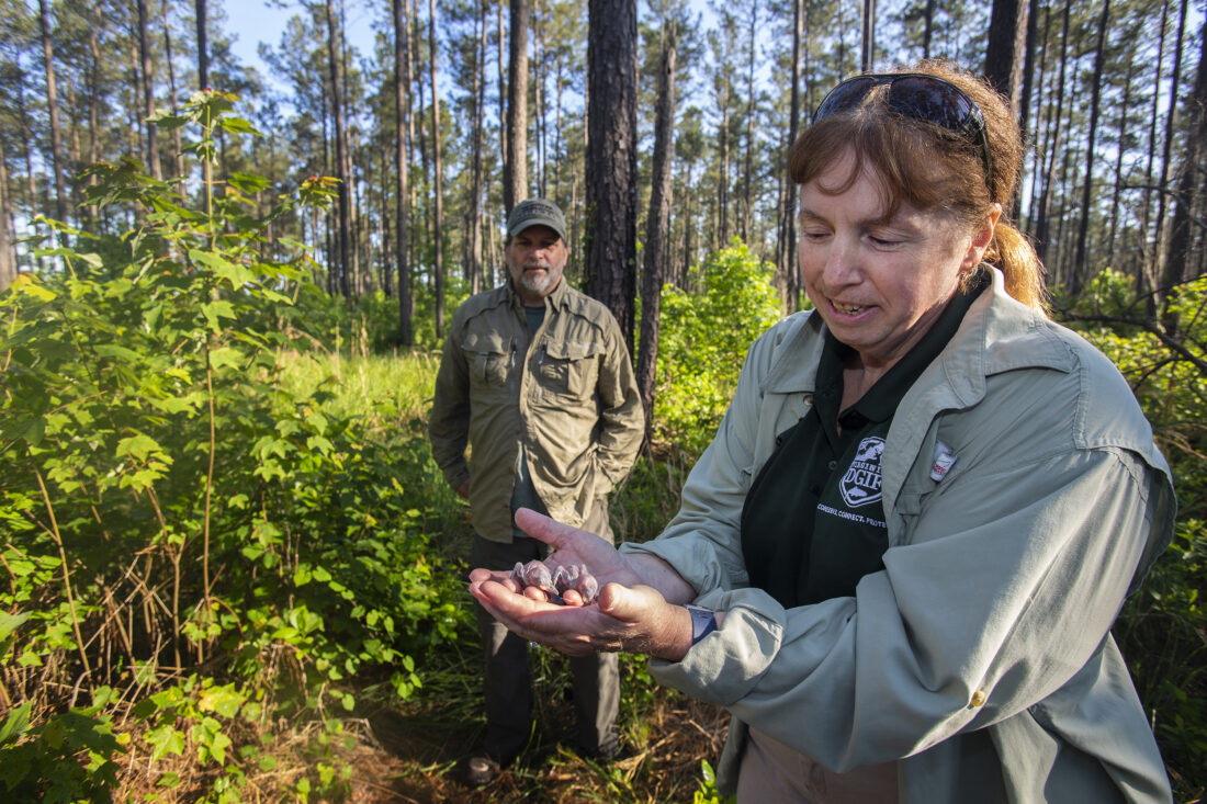 La subdirectora del DWR, Becky Gwynn, sosteniendo dos polluelos de pájaro carpintero de cresta roja con Bryan Watts, director del Centro de Biología de la Conservación, William y Mary en el fondo.