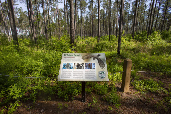 Una imagen que muestra una placa informativa en el área de Manejo de Vida Silvestre de Big Woods en el bosque de pinos cultivado para la conversación del pájaro carpintero de cresta roja. 